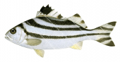 Crescent Grunter,Terapon jarbua,Roger Swainston,Animafish