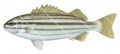 Eastern Striped Grunter.2,Pelates sexlineatus,Roger Swainston,Animafish