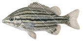 Drysdale Grunter,Syncomistes rastellus,Roger Swainston,Animafish