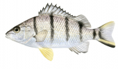 Barred Grunter,Amniataba percoides,Roger Swainston,Animafish