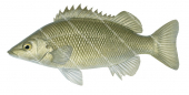 Sharpnose Grunter,Syncomistes butleri,Roger Swainston,Animafish