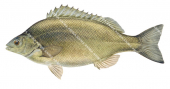 Silver Perch,Bidyanus bidyanus,Roger Swainston,Animafish