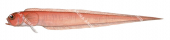 Australian Bandfish,Cepola australis,Roger Swainston,Animafish