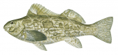 Marblefish,Aplodactylus arctidens,Roger Swainston,Animafish