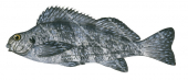 Rock Cale,Aplodactylus lophodon,Roger Swainston,Animafish