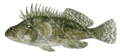 Silver Spot,Threpterius maculosus,Roger Swainston,Animafish