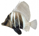 Threebar Boarfish,Histiopterus typus,Roger Swainston,Animafish