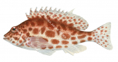 Spotted Hawkfish,Cirrhitichthys oxycephalus,Roger Swainston,Animafish