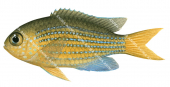 Lined Puller,Chromis lineata ,Roger Swainston,Animafish