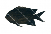 Spiny Puller,Acanthochromis polyacanthus,Roger Swainston,Animafish