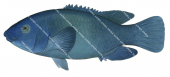 Eastern Blue Groper,Male,Achoerodus viridis,Roger Swainston,Animafish