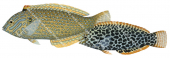 Eastern Leopard Wrasse-2,Adult and Juvenile,Macropharyngodon meleagris,Roger Swainston,Animafish