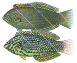 Ornate Leopard Wrasse Adults,Macropharyngodon ornatus,Roger Swainston,Animafish