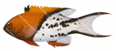 Lyretail Pigfish,Bodianus anthioides,Roger Swainston,Animafish