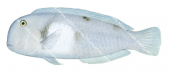 Whiteblotch Razorfish,Iniistius aneitensis,Roger Swainston,Animafish