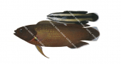 Southern Tubelip Adult and Juvenile,Labropsis australis,Roger Swainston,Animafish