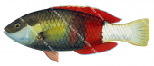 Crimsonband Wrasse,Notolabrus gymnogenis,Roger Swainston,Animafish