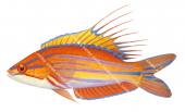 Filamentous Wrasse,Paracheilinus filamentosus,Roger Swainston,Animafish