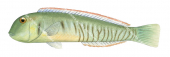 Knife Wrasse,Cymolutes praetextatus,Roger Swainston,Animafish