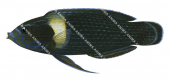 Oneline Wrasse-2,Labrichthys unlineatus,Roger Swainston,Animafish