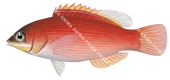 Pinstripe Wrasse,Pseudocheilinus evanidus,Roger Swainston,Animafish