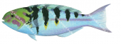 Sixbar Wrasse-1,Thalassoma hardwickei,Roger Swainston,Animafish