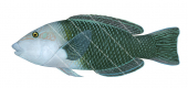 Thicklip Wrasse-2,Hemigymnus melapterus,Roger Swainston,Animafish