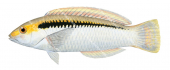 Zigzag Wrasse,Halichoeres scapularis,Roger Swainston,Animafish