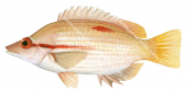 Western Blackspot Pigfish-1,Bodianus vulpinus,Roger Swainston,Animafish