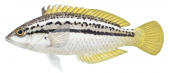 Striped Rainbow Wrasse,Suezichthys bifurcatus illustration by Roger Swainston,Animafish