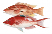 Eastern Blackspot Pigfish Male and Female,Bodianus unimaculatus,Roger Swainston,Animafish