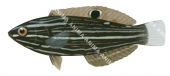 Dusky Wrasse-1a,Halichoeres marginatus,Roger Swainston,Animafish