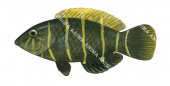 Fiveband Wrasse-1 Juvenile,Hemigymnus fasciatus,Roger Swainston,Animafish