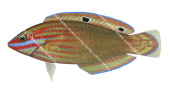 False-eye Wrasse-1,Halichoeres biocellatus,Roger Swainston,Animafish