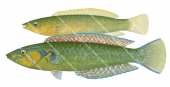 Long Green Wrasse-1 Male and Female,Pseudojuloides elongatus,Roger Swainston,Animafish