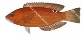 Rosy Wrasse-1 Juvenile,Pseudolabrus rubicundus,Roger Swainston,Animafish