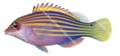 Sixline Wrasse-1,Pseudocheilinus hexataenia,Roger Swainston,Animafish