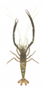 Cherabin,Macrobrachium gracilirostre,Roger Swainston,Animafish