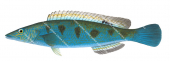 Blue Weed Whiting-1,Haletta semifasciata,Roger Swainston,Animafish