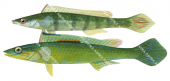 Longray Weed Whiting,Siphonognathus radiatus,Roger Swainston,Animafish