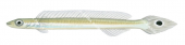 Slender Weed Whiting,Siphonognathus attenuatus,Roger Swainston,Animafish