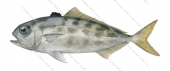 Blackbanded Amberjack,juv,Seriola nigrofasciata,Roger Swainston,Animafish