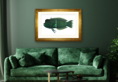 6908_Green_wall_wrasse.jpg