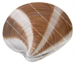 Clam,Surf,Dosinia species,Roger Swainston.Scientific illustration by Roger Swainston,Anima.au