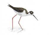 Pied Stilt,Himantopus himantopus,Roger Swainston,Animafish