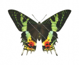 Madagascan Sunset Moth,Chrysiridia ripheus, illustration by R.Swainston