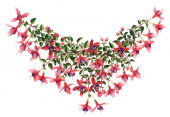 Necklace flowers, Roger Swainston,Animafish