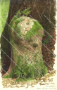 Sketch of the Sacred Kauri, Vanuatu|Sketch by Roger Swainston