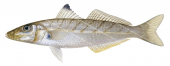 Western School Whiting,Sillago vittata.Accurate High Res Scientific illustration 