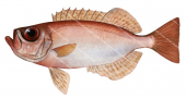 Red Bigeye,Priacanthus macracathus|High Res Illustration by R. Swainston